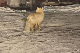 Барнаульцы сообщают, что в городе заметили лису