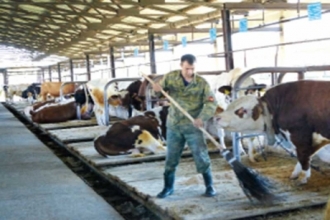 Алтайские животноводы подвели итоги племенного разведения скота