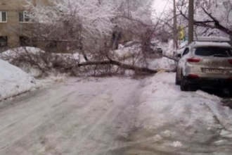 В Барнауле из-за сильного снегопада упало дерево