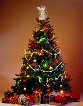 Барнаульская новогодняя елка 2012 станет самой большой в Сибири