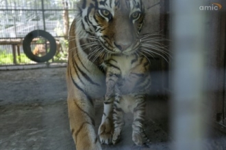 Тигрята делают свои первые шаги в зоопарке Барнаула