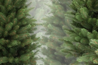 На Алтай пытаются вывести новогодние деревья без документов