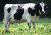 В Алтайском крае животноводы обеспокоены падением цен на молоко