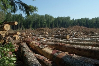 В Алтайском крае задержан подозреваемый в незаконной вырубке сосен