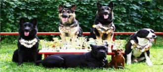 «Открытый чемпионат собаководов» пройдет в Новоалтайске 25 мая