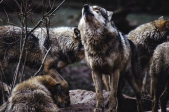 Жителям Алтая поступает сообщение о приближении стаи волков