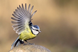 В Алтайском крае обнаружен новый вид птиц