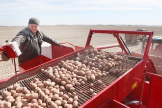 На Алтае урожай картофеля составил примерно 200 кг на одного человека 