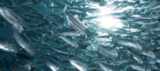 Запасы рыбы в мире к 2048 году могут упасть на 90 процентов