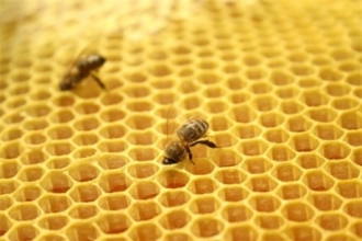 Впервые за последние 15 лет пчелы начали сбор меда так рано