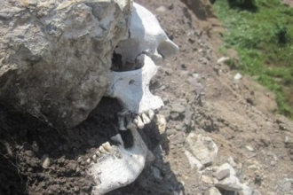 В Алтайском крае рыбак нашел останки человека 