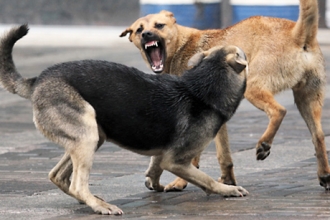Жители Алтайского края всё чаще становятся жертвами нападения бродячих собак