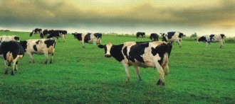 Wi-Fi для коровьего стада