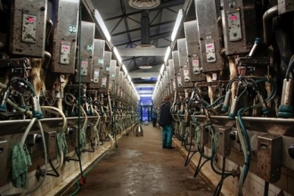 Зафиксирован рост производства молока в Алтайском крае