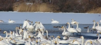 В Алтайском крае птичьего гриппа не выявлено