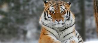 Амурский тигр поселится в Барнаульском зоопарке