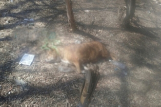 В барнаульском парке нашли тело собаки с веревкой на шее