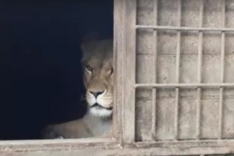Львица Ая родила в барнаульском зоопарке 