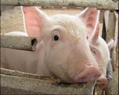 Свинокомплекс «Алтайский бекон» начнут строить весной 2012 года