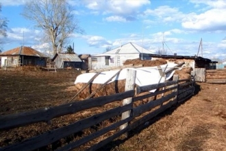 Полиция Алтайского края раскрыла кражу скота через год