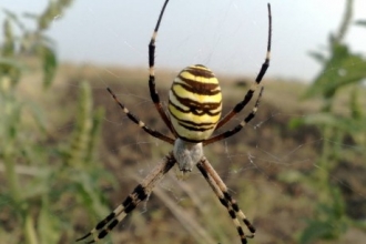 В Алтайском крае в туристическом районе нашли редкий вид ядовитого паука