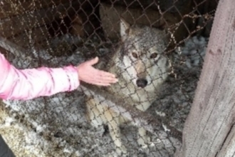 Волчицу, которую продавали в Барнауле, поместили в зоопарк