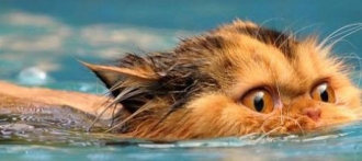 Почему кошки не любят мыться?
