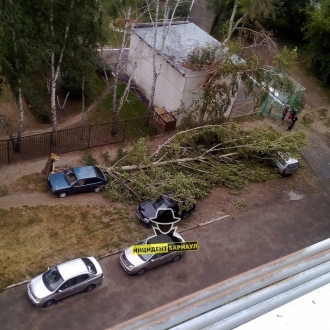 В Барнауле дерево упало на три автомобиля