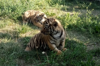 Барнаульский зоопарк показал прогулку тигрят и львят