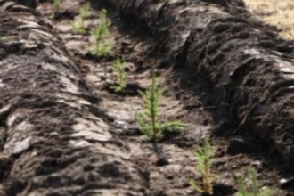 Примерно 1 миллион саженцев хвойных деревьев высадят на Алтае