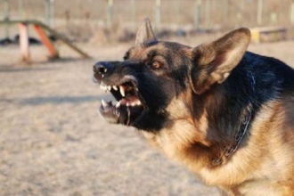 Владельцы собаки в Алтайском крае заплатят за нападение животного