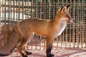 В зоопарке Барнаула теперь есть рыжая лиса 