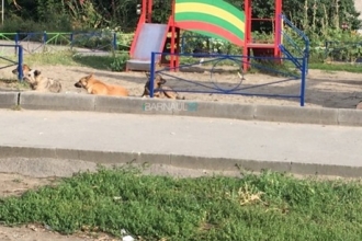 В Барнауле собаки обосновались в детской площадке 