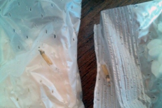 Жительница Барнаула в пакетированном рисе обнаружила жуков