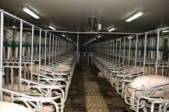 Два свиноводческих хозяйства Алтая вошли в число лучших по России