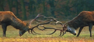 Алтайский край входит в десятку мирового пантового оленеводства