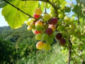 Алтайский край станет второй родиной французского вина
