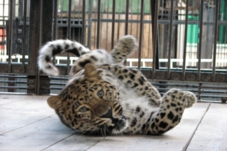 В зоопарке Барнаула хищникам из семейства кошачьих предложат живой корм