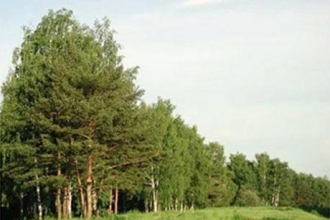 Алтайский край продолжает расширять границы зелёных зон