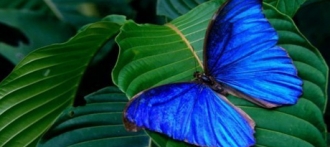 Декабрьская ярмарка алтайского меда и открытие выставки тропических бабочек