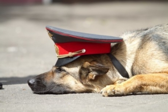 Служебный пес в Алтайском крае отыскал пропавших детей