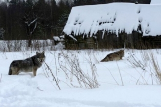 Морозы в Алтае заставили волков прийти в село