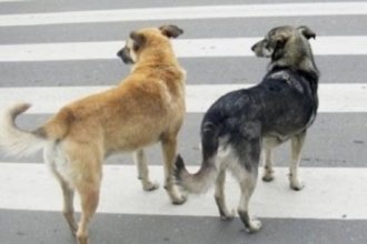 В Барнауле водитель сбил собаку и уехал 