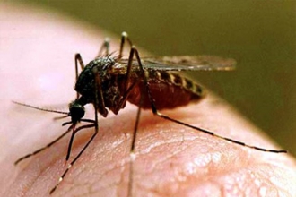 Комары и москиты боятся этой новинки
