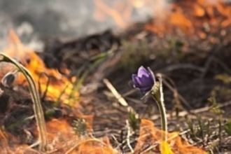 В Алтайском крае горят поля