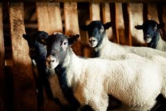 69 племенных овец прибыло в ООО «Прогресс»