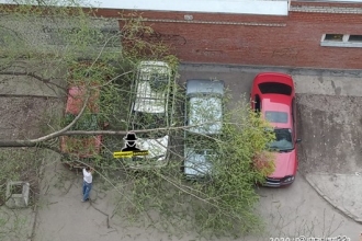 В Барнауле на припаркованные автомобили рухнуло дерево