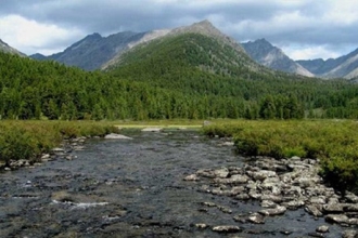 Указ о создании на территории Алтайского края зеленых зон вступил в силу