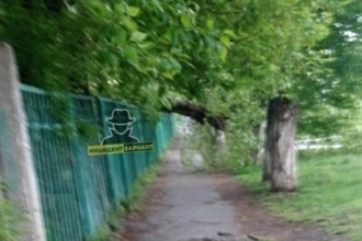 В Барнауле женщину с ребёнком чуть не придавило деревом