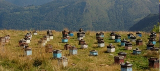 В Алтайском крае решили бороться с ненастоящим медом